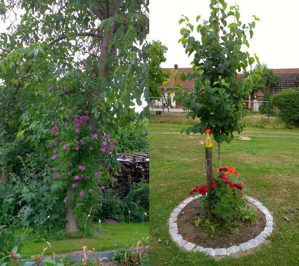  Links: Der alte Walnussbaum Rose Marie Vieaud mit Ramblerrose: Rechts: Der neue Haselnuss-Hausbaum.