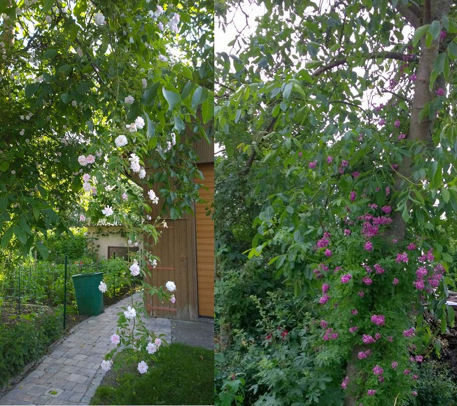 Links: Ramblerrose "Paul`s Himalayan Musk", rechts: "Marie Vieaud" im Walnußbaum