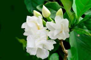 weiße gardenie