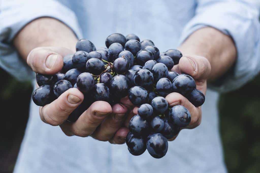 Hände halten Weintrauben Rebe