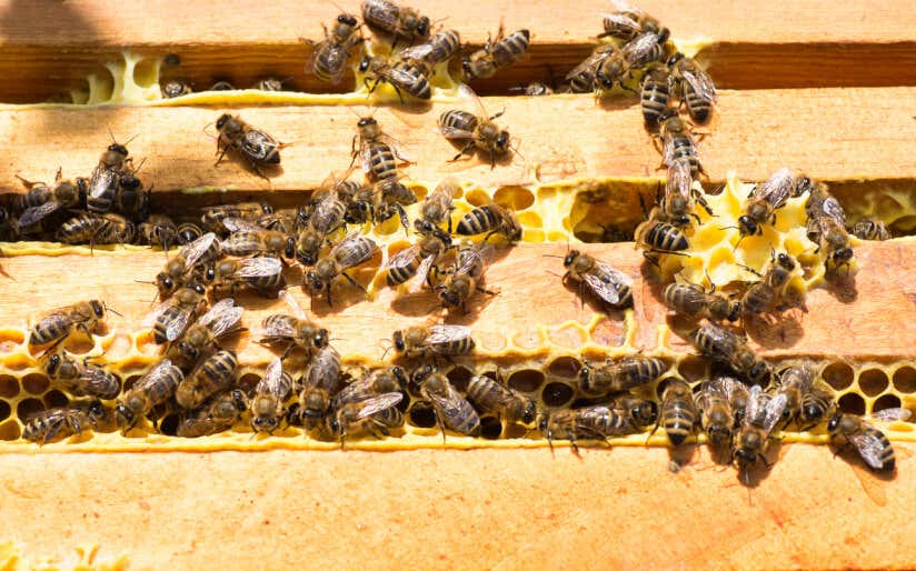 Bienen bei ihrer Arbeit