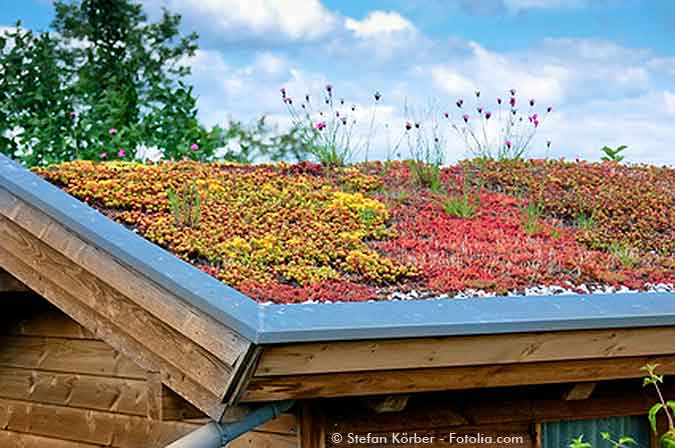 Dachbegrünung auf dem Gartenhaus