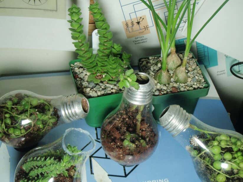Pflanzen in Glühbirne