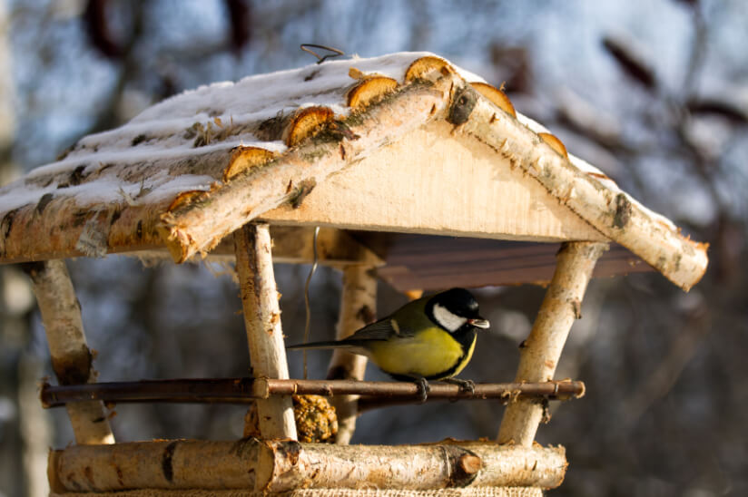 Standort fürs Vogelhaus: Alles, was Sie wissen müssen