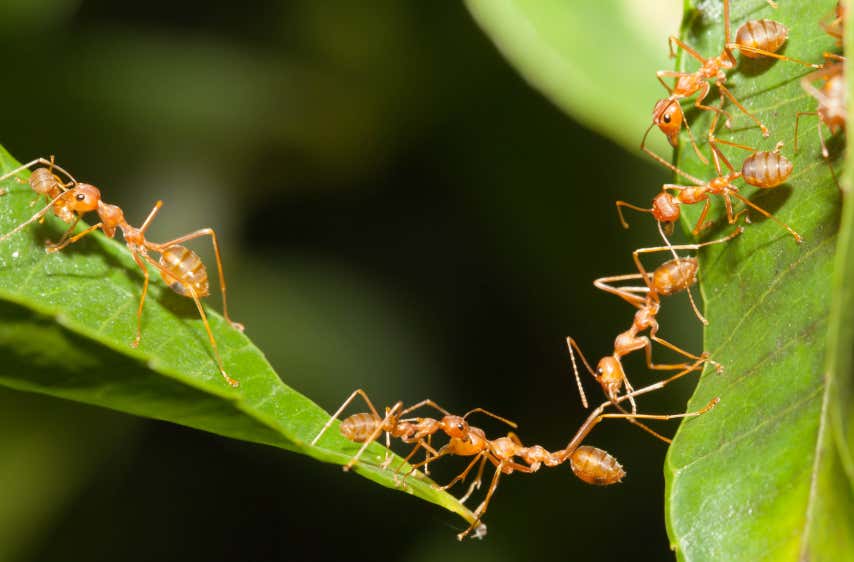 Gegen die Ameisenschar hilft Wermut.
