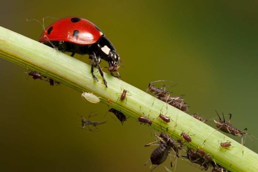 Schadlinge 8 Tipps Zur Naturlichen Bekampfung