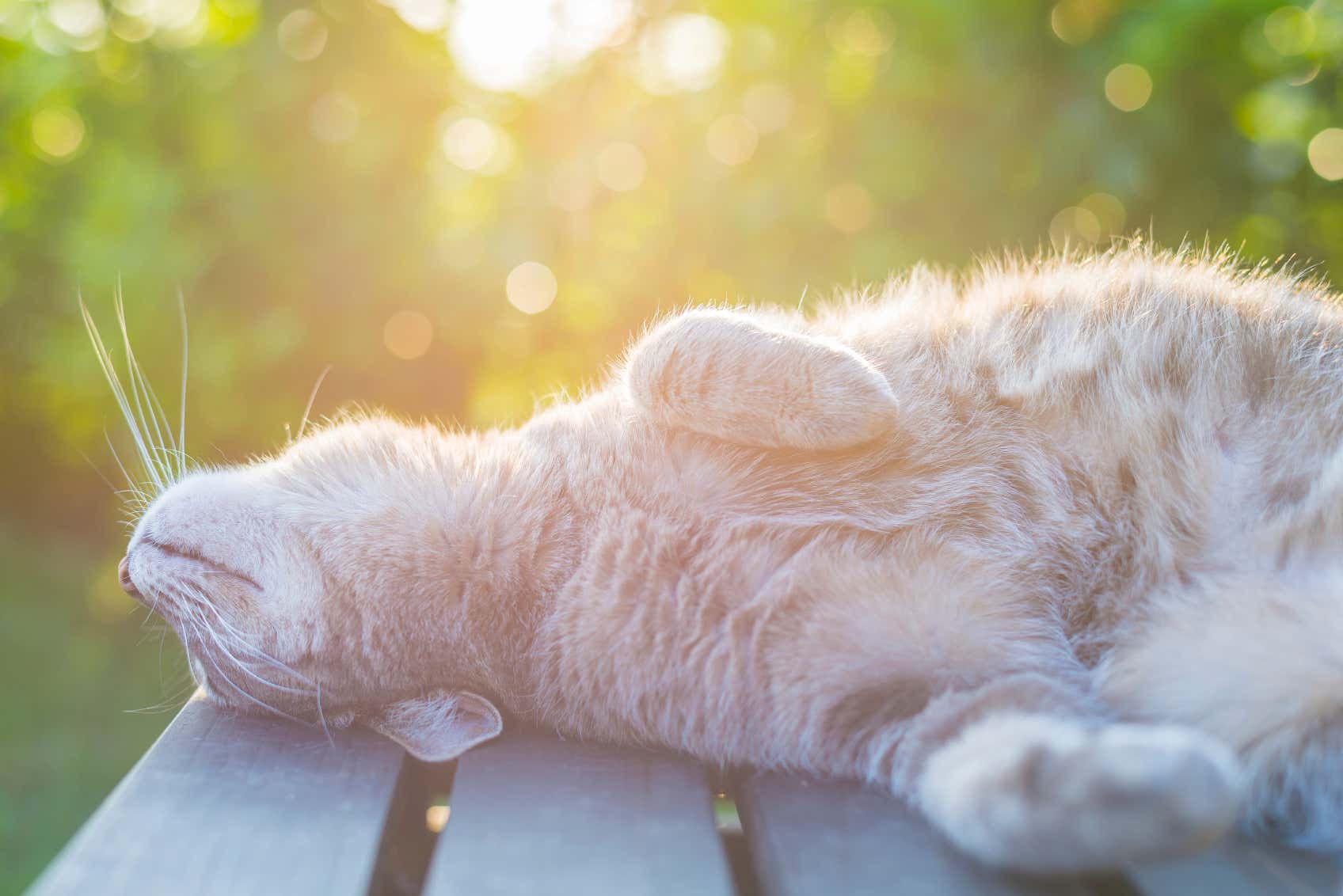 Katze enstpannt in der Sonne