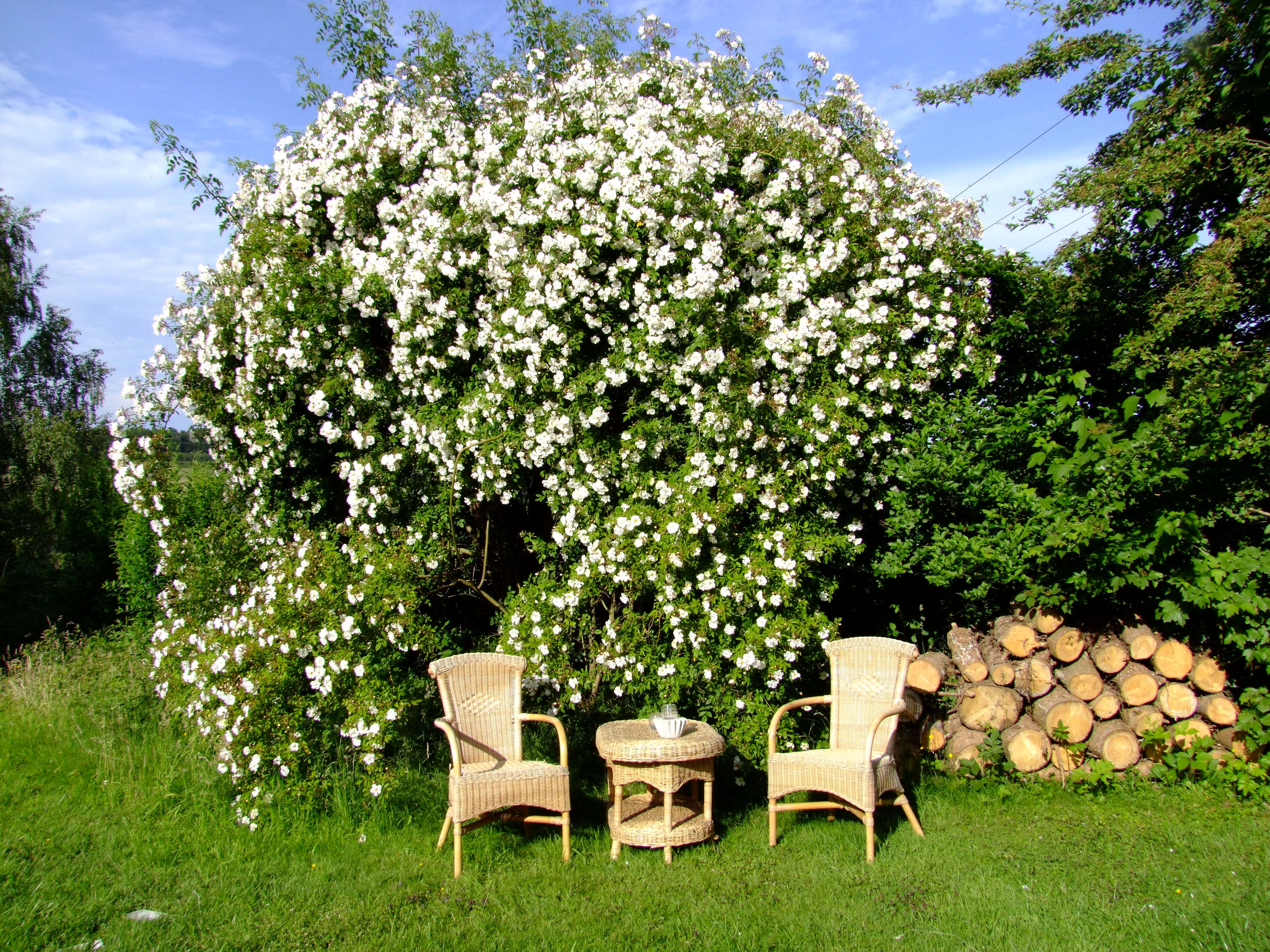 Gartenstühle unter blühendem Baum