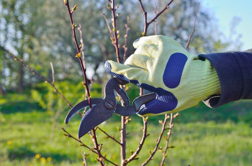 Tipp: Gartenhandschuhe schützen gegen scharfkantige Äste. 