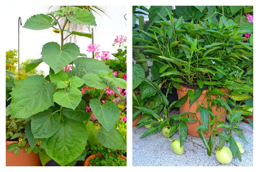Physalis (links) und Birnenmelone (rechts): etwas Exotik im Garten. 