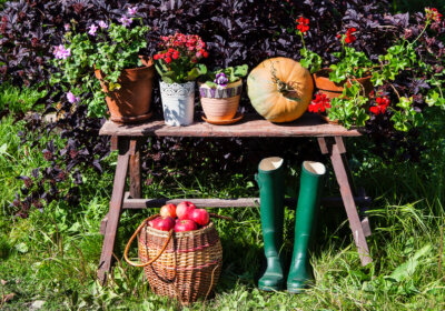 Fit für den Herbst? 6 To-Dos für den Garten