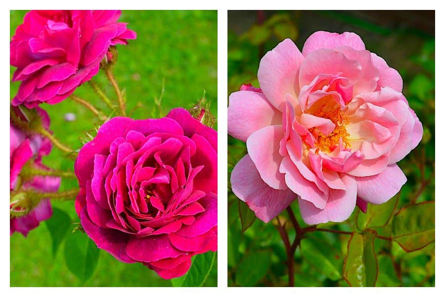 Ganz besondere, alte Rosensorten: eine Floribunda und eine Moosrose „Henri Martin“ von 1863. Mehr tolle Rosen-Inspirationen finden Sie auch in Ingrids sommerlichem Rosengarten.