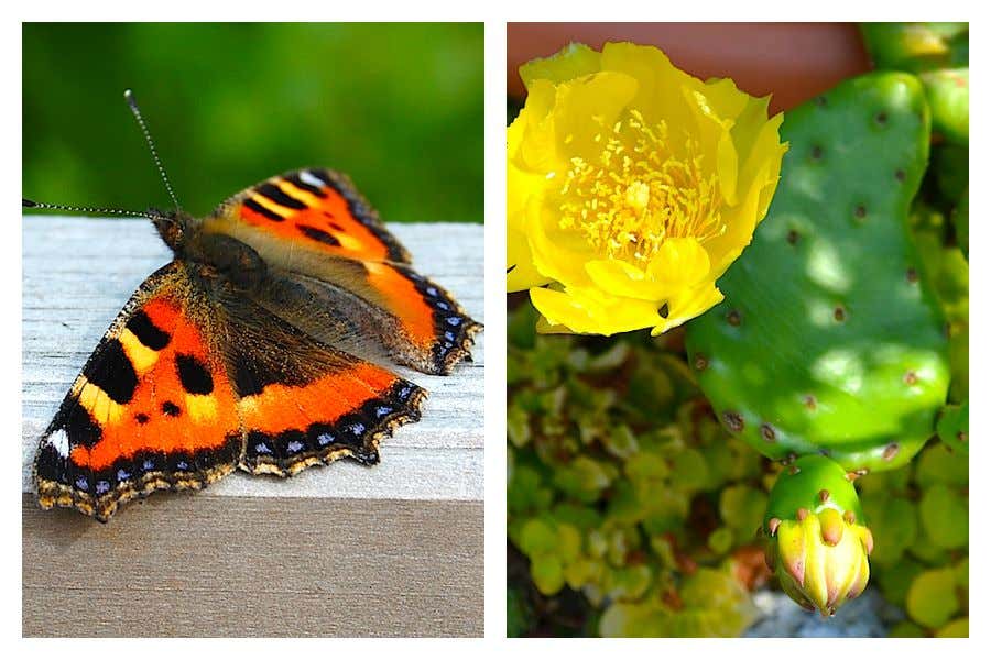 Damit sich Schmetterlinge weiterhin im Garten wohlfühlen und Pflanzen nicht vertrocknen: einfach mit einer Plastikflasche Blumen gießen. 