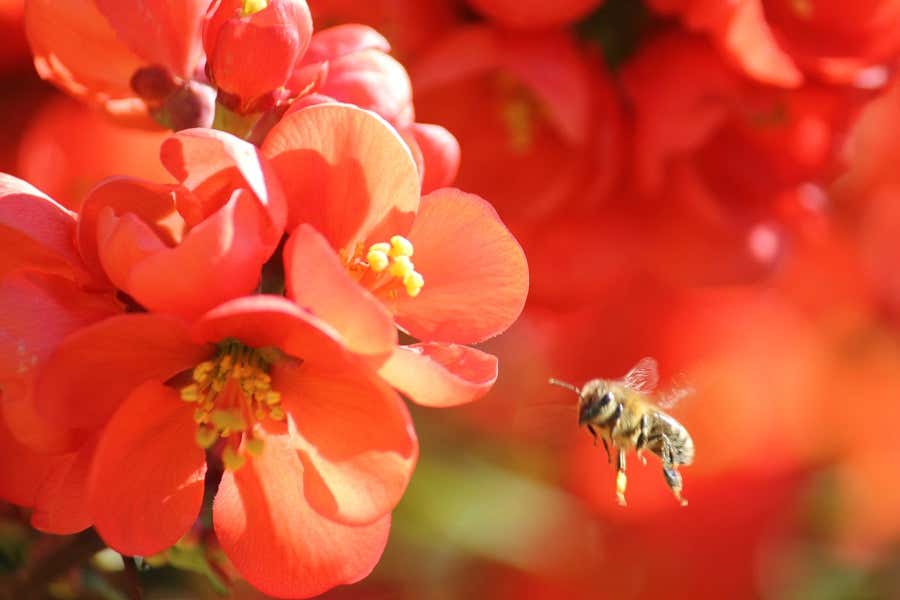 Bienen sind Bioindikatoren für viele Insekten wie Schmetterlinge, Hummeln und Wildbienen.