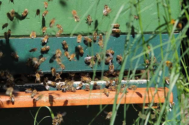 Um insgesamt acht Bienenvölker kümmert sich Anke – mit Honig, dem süßen Gold wird sie belohnt.