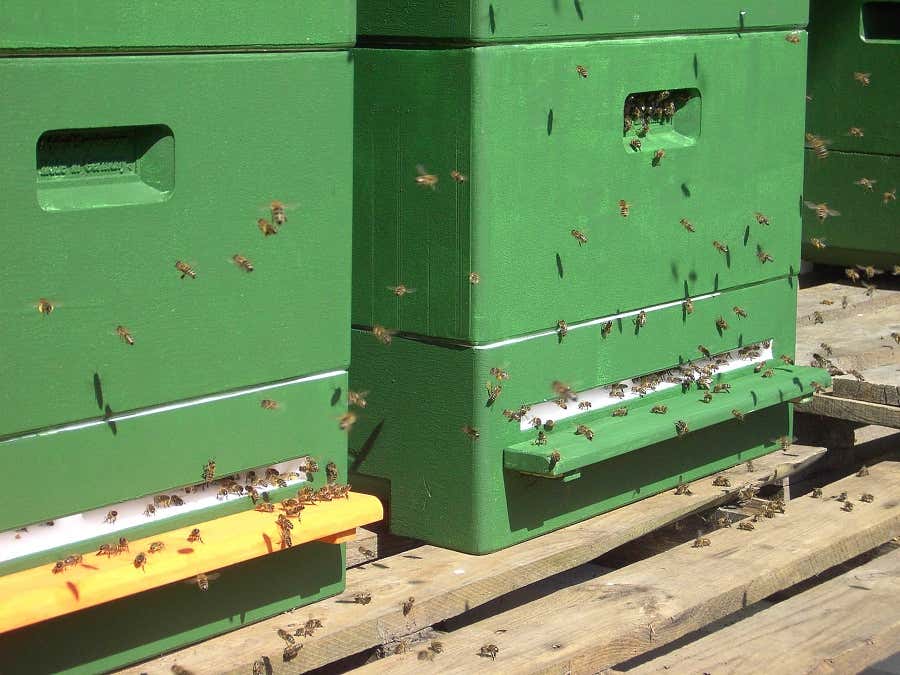 Hier ist mächtig was los: An die 100.000 Bienen wuseln im Sommer im Garten an Ankes Bienenstöcken.