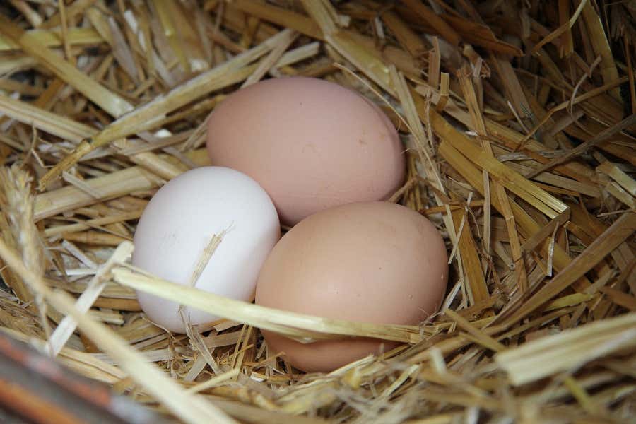 Der Nachschub an Eiern ist für die Familie dank der fleißigen Hennen erstmal gesichert.