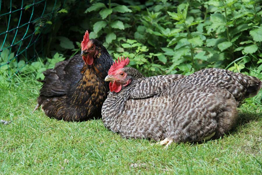 Ein Plätzchen in der Sonne hat noch niemand verwehrt…die Hühner lassen es ruhig angehen.