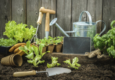 Aussaatkalender 2016