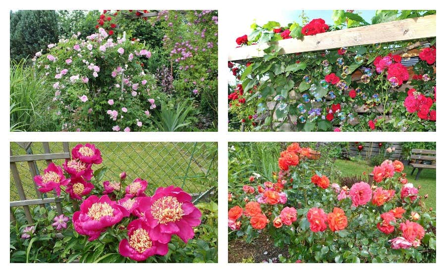 herrliche Gartenblumen in Rot- und Pinktönen