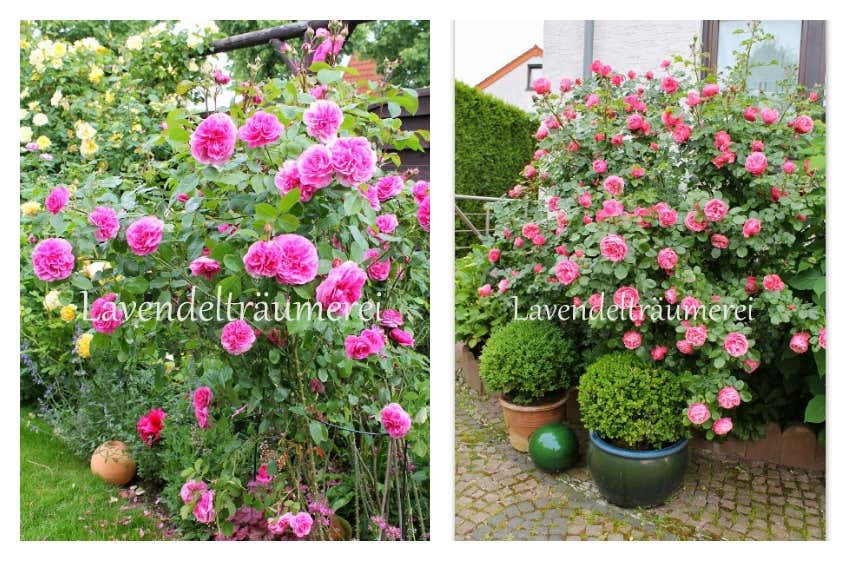 Rosengarten mit herrlichen pinken Rosen