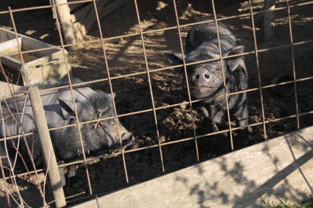 Haengebauchschweine im Permagarten