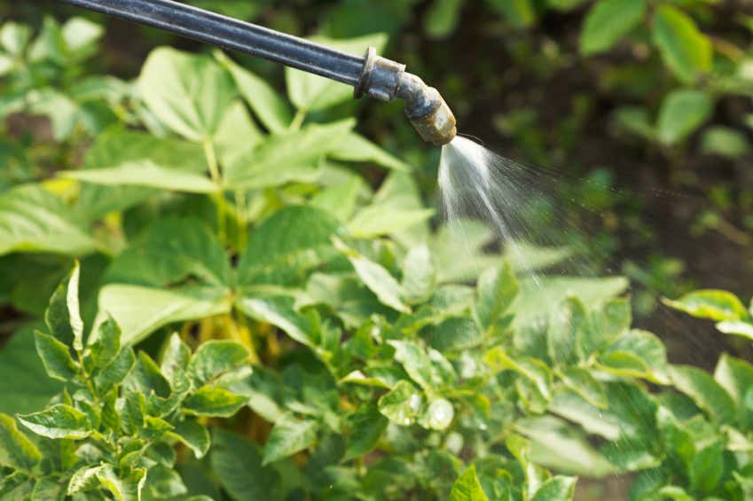 Pestizide im Garten