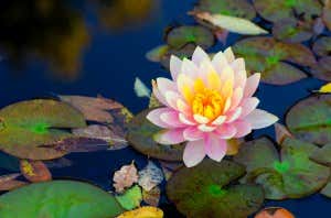 Lotus Blume 