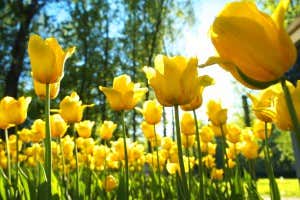 gelbe Tulpen 