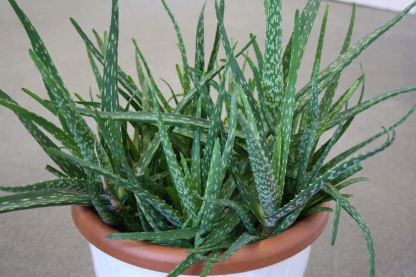 Aloe-Vera-Pflanze im Topf