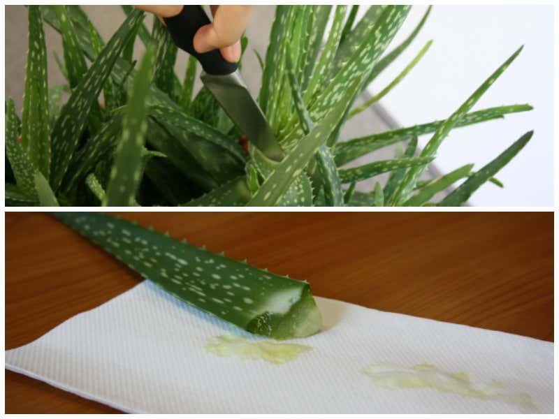Auf was Sie bei der Auswahl der Aloe vera gel verarbeiten achten sollten
