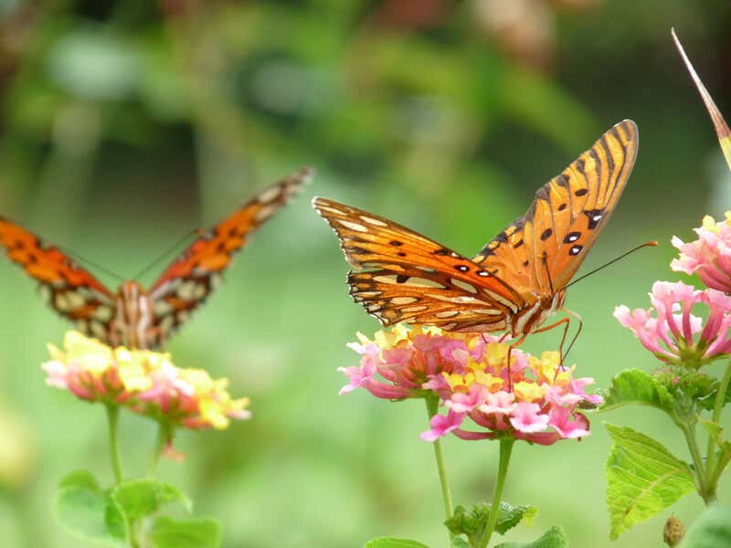 Zwei Schmetterlinge auf Blüten