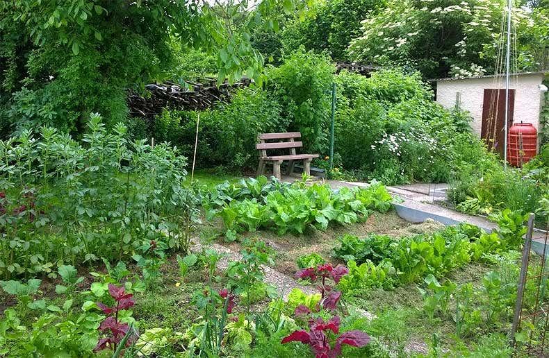 Achims Gemüsegarten - Gartenblogs