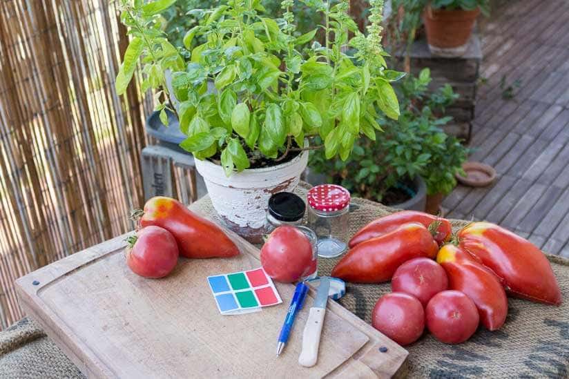 Tomatensamen ernten