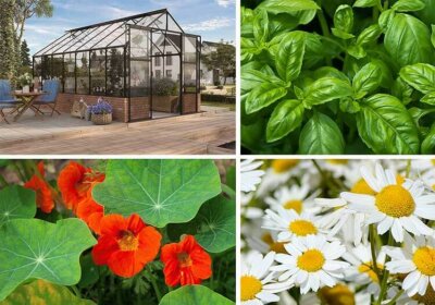 Schutzpflanzen im Gewächshaus