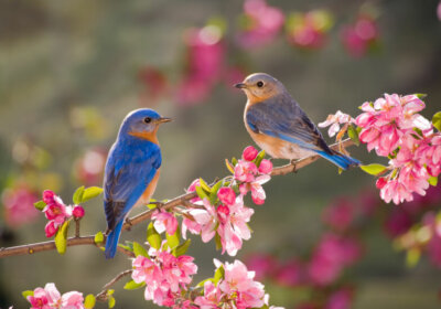 So locken Sie Vögel in Ihre Garten.