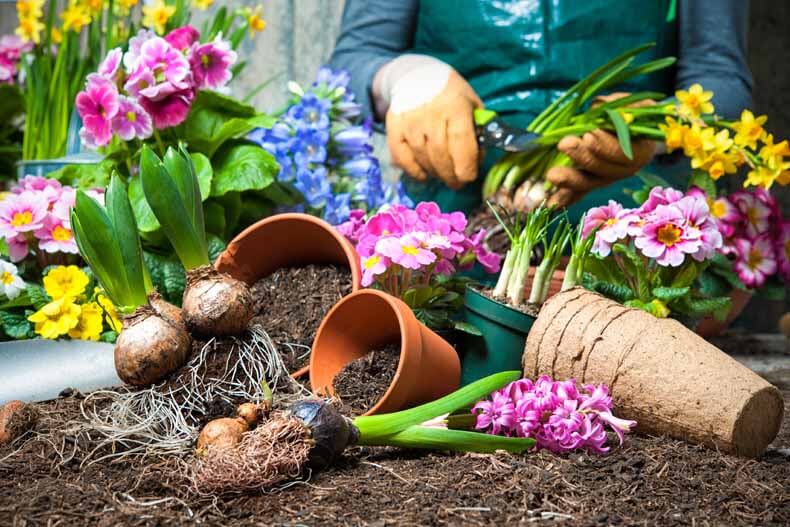 blumen und blumentoepfe in blumenerde