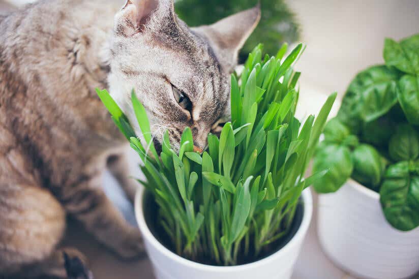 Katze frisst Pflanze