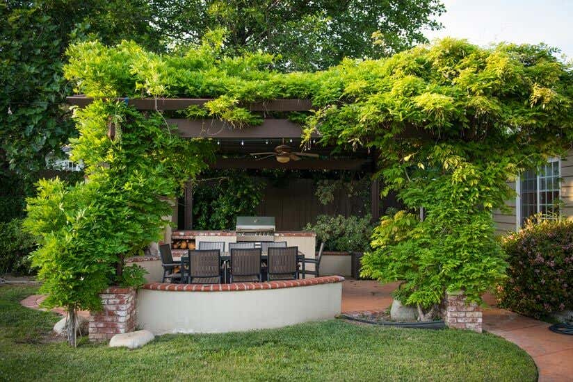 Sichtschutz aus Kletterpflanzen für Terrasse