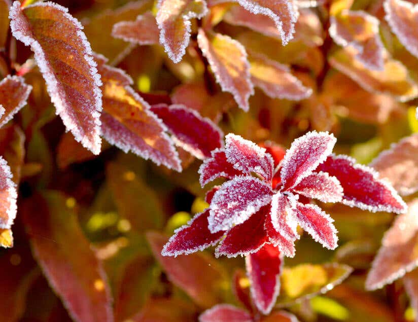 Blatt Frost Blumenbeet winterhart anlegen