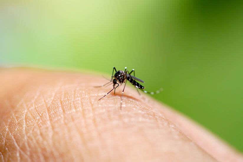 Vitamin b gegen mücken - Nehmen Sie dem Sieger unserer Experten