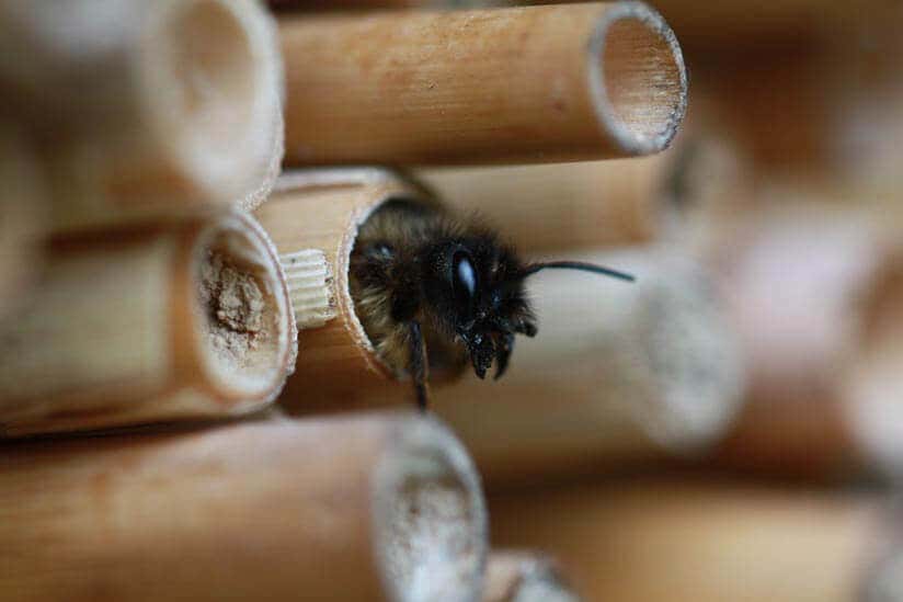 Biene aus Rohr im Insektenhotel