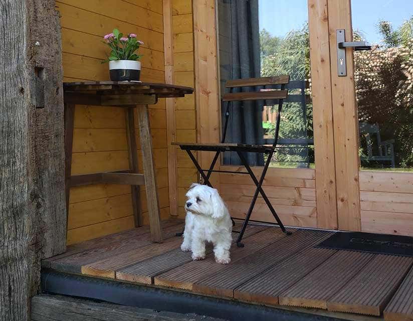 Haushund auf der Veranda