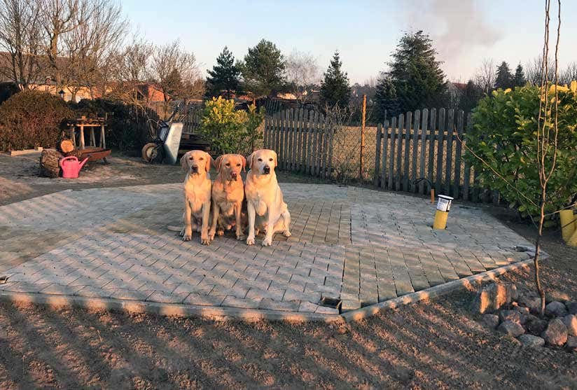 3 Hunde auf dem Fundament