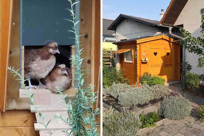 Hühner und Gartenhaus als Hühnerstall