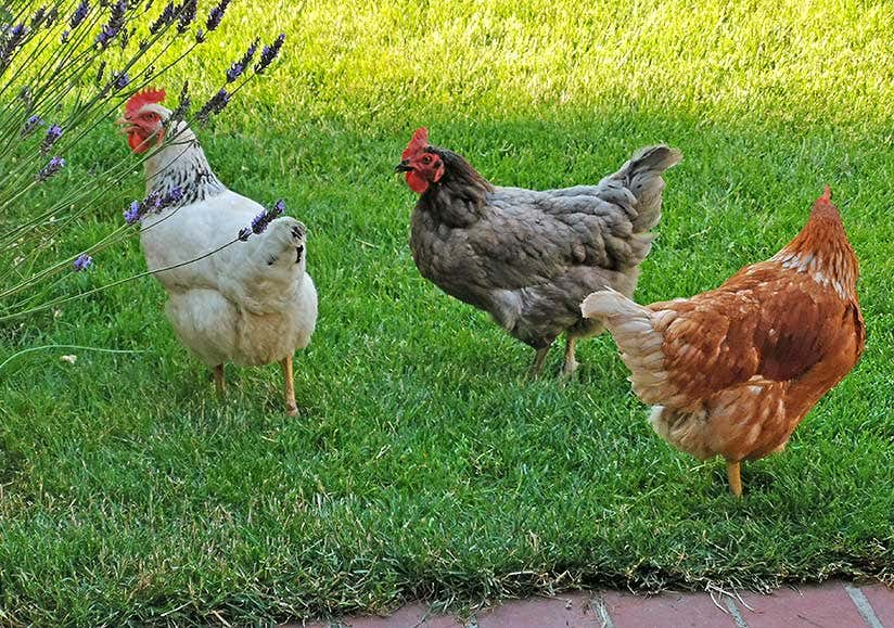 Hühner auf dem Rasen