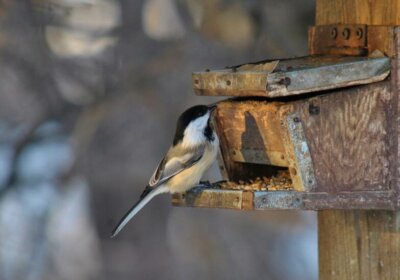 Vogel an Futterspender