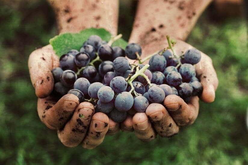 Nutzpflanzen im Garten Weintrauben in Hand