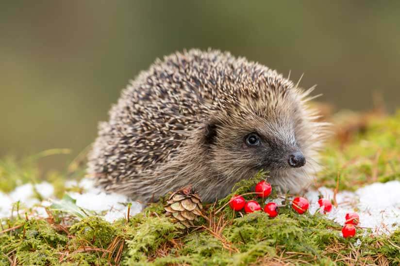 Igel auf Laub