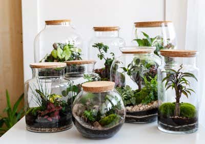 glas-garten-pflanzen